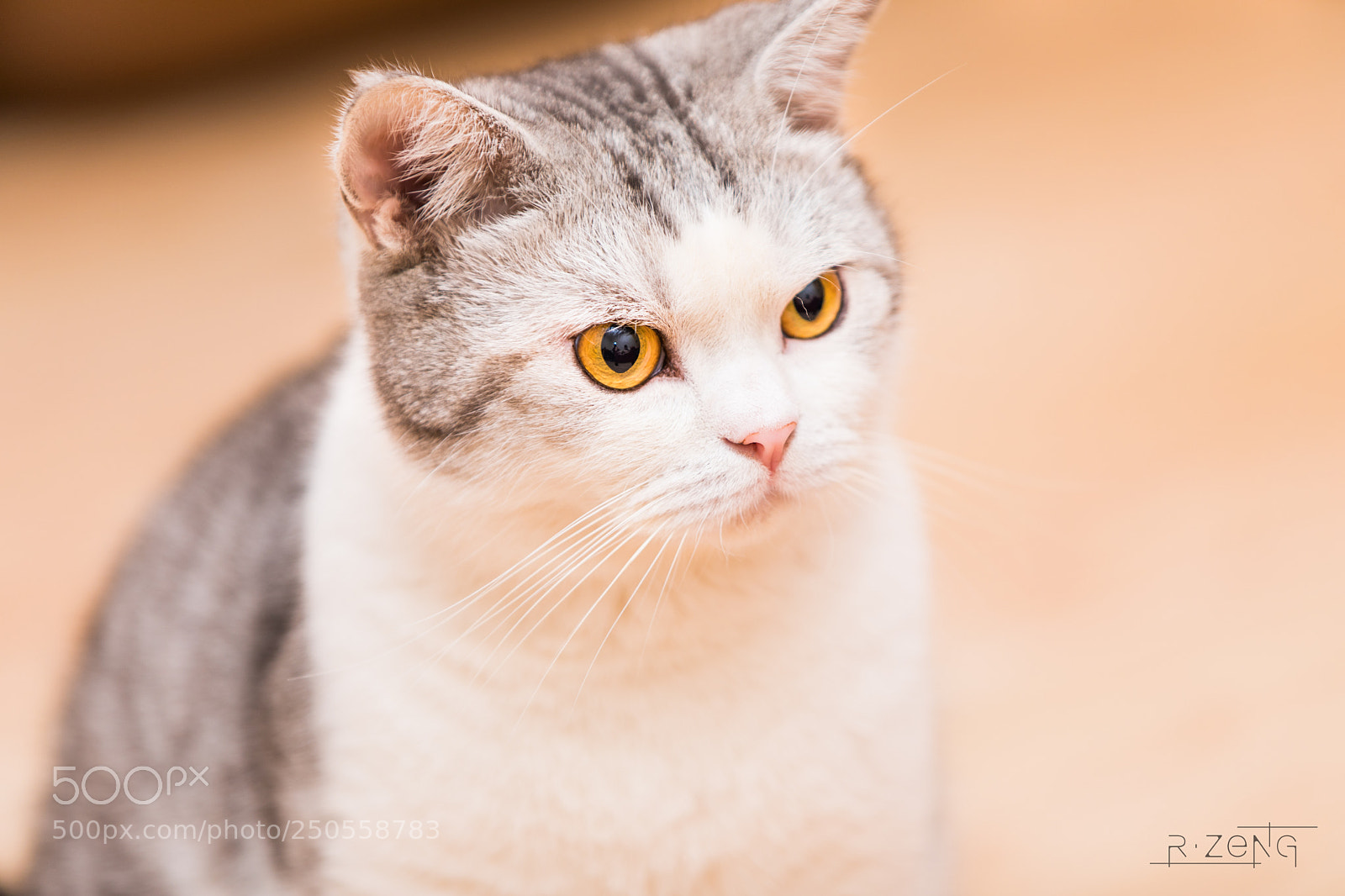 Canon EOS 5D Mark IV sample photo. I have a dream photography