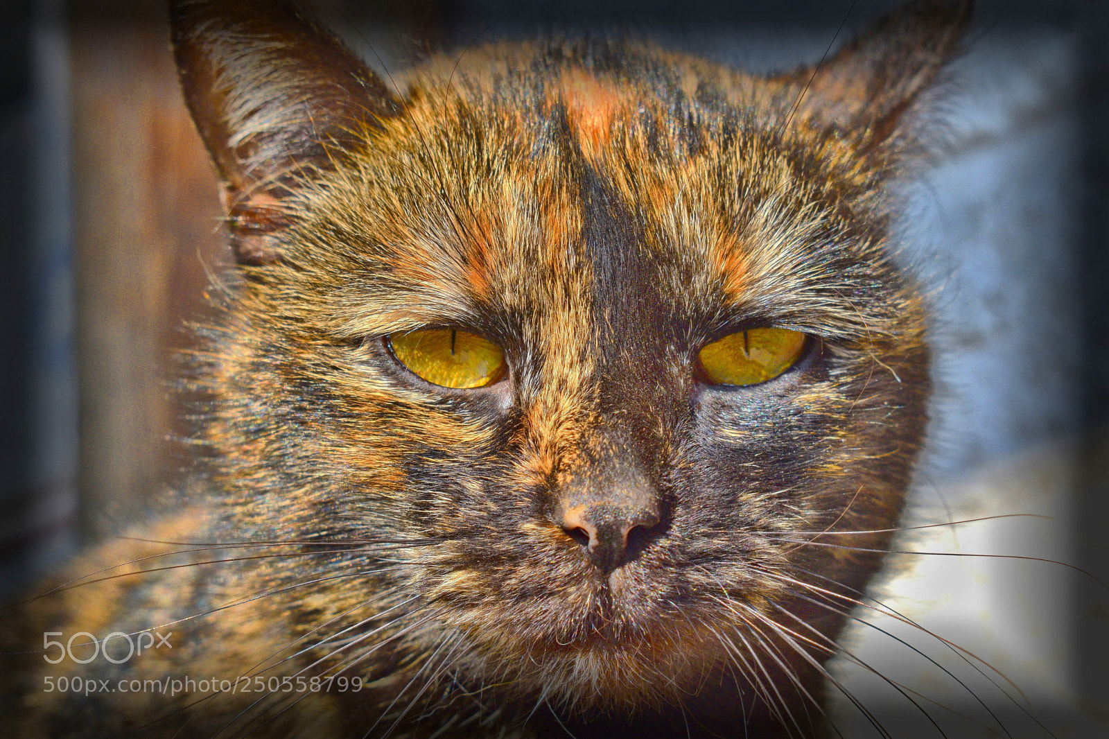 Nikon D3300 sample photo. Cat eyes.... photography