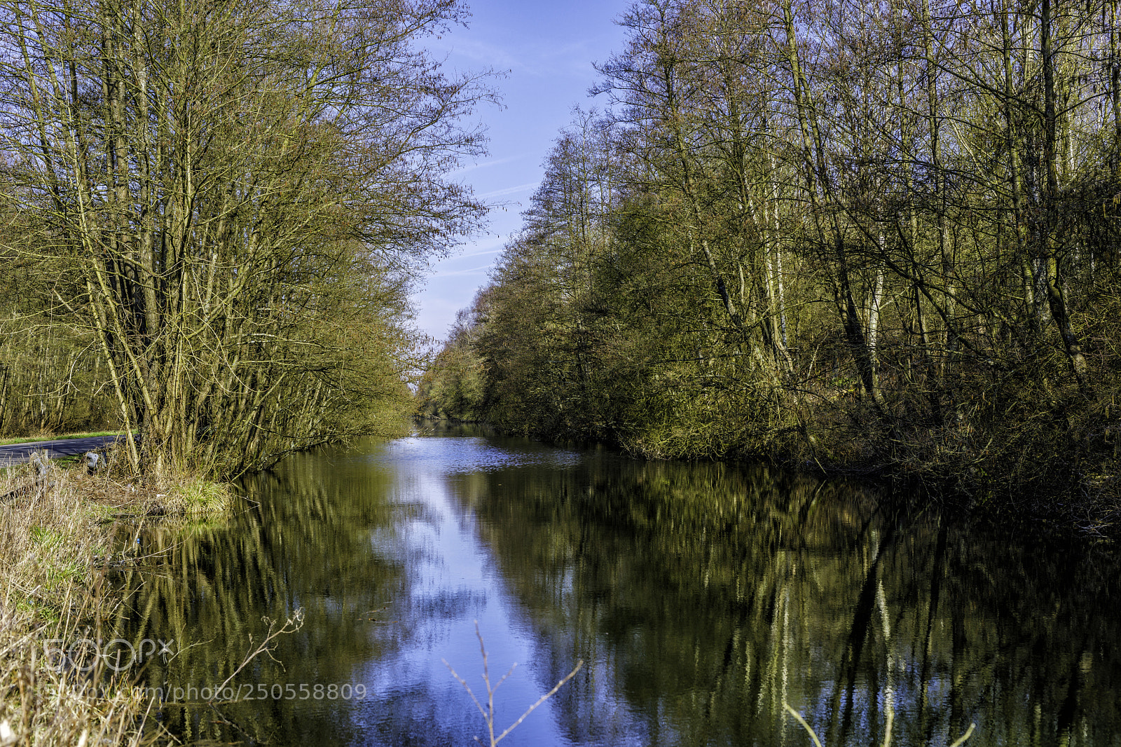 Canon EOS 5D Mark IV sample photo. Swamp photography