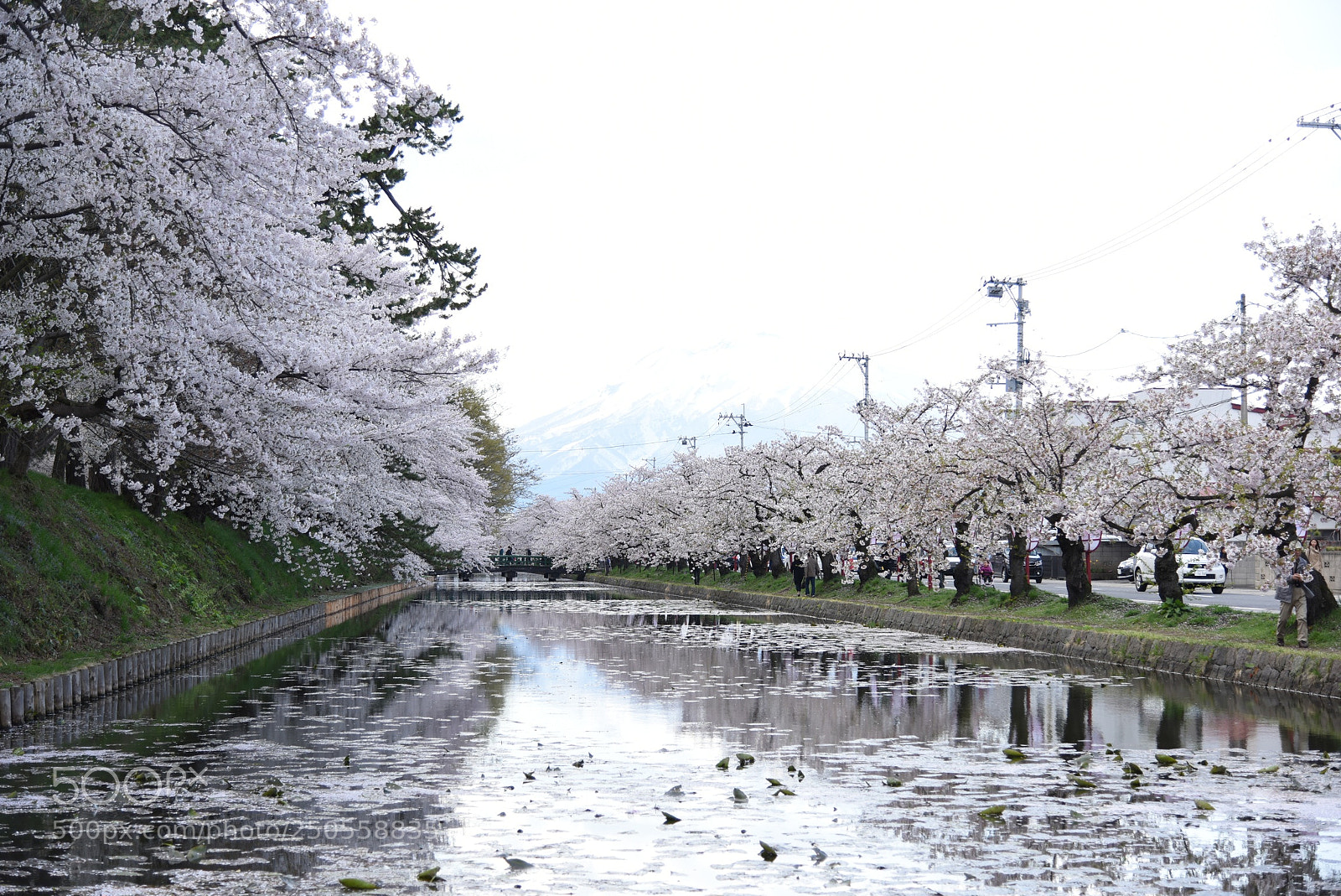 Nikon D810 sample photo. Cherry blossom tree photography