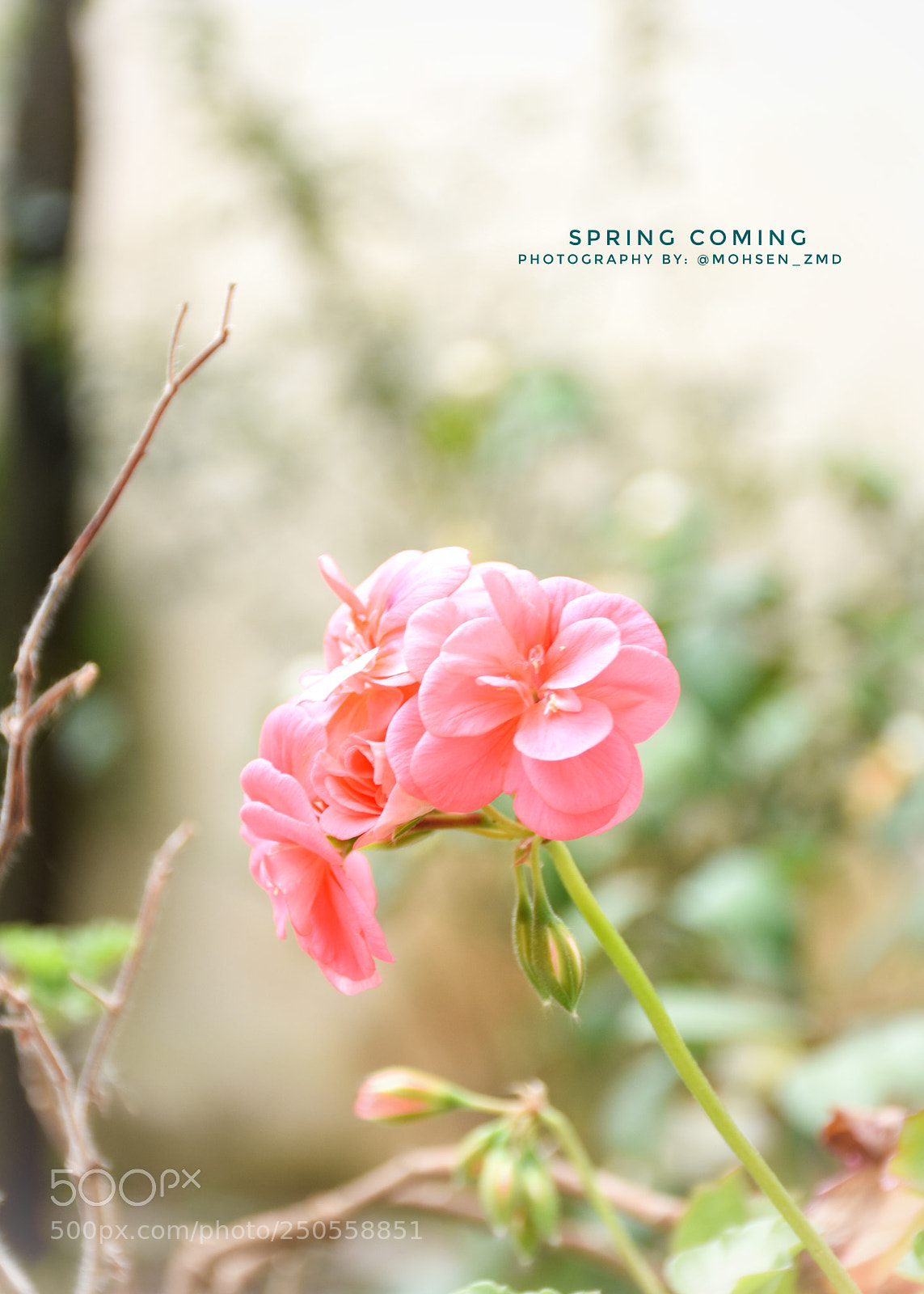 Nikon D7200 sample photo. Spring coming photography