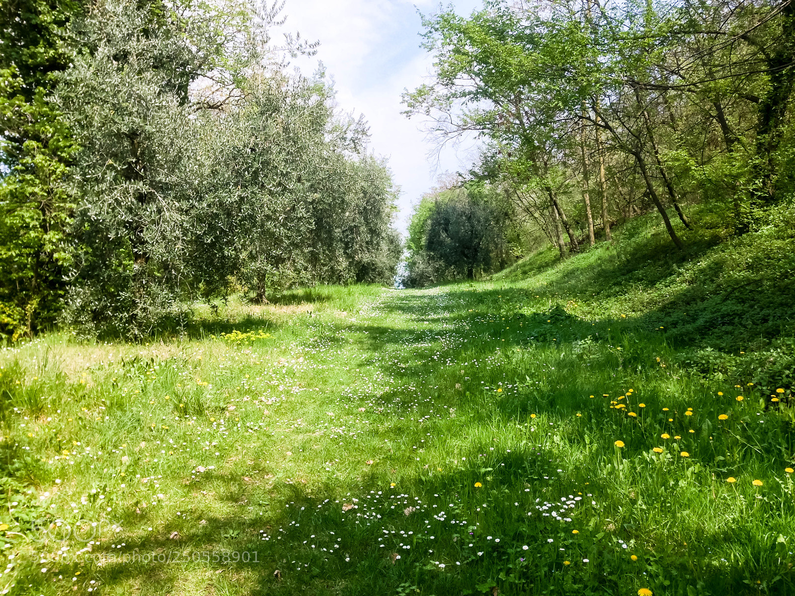 Apple iPhone 5 sample photo. Spring forest trail in photography