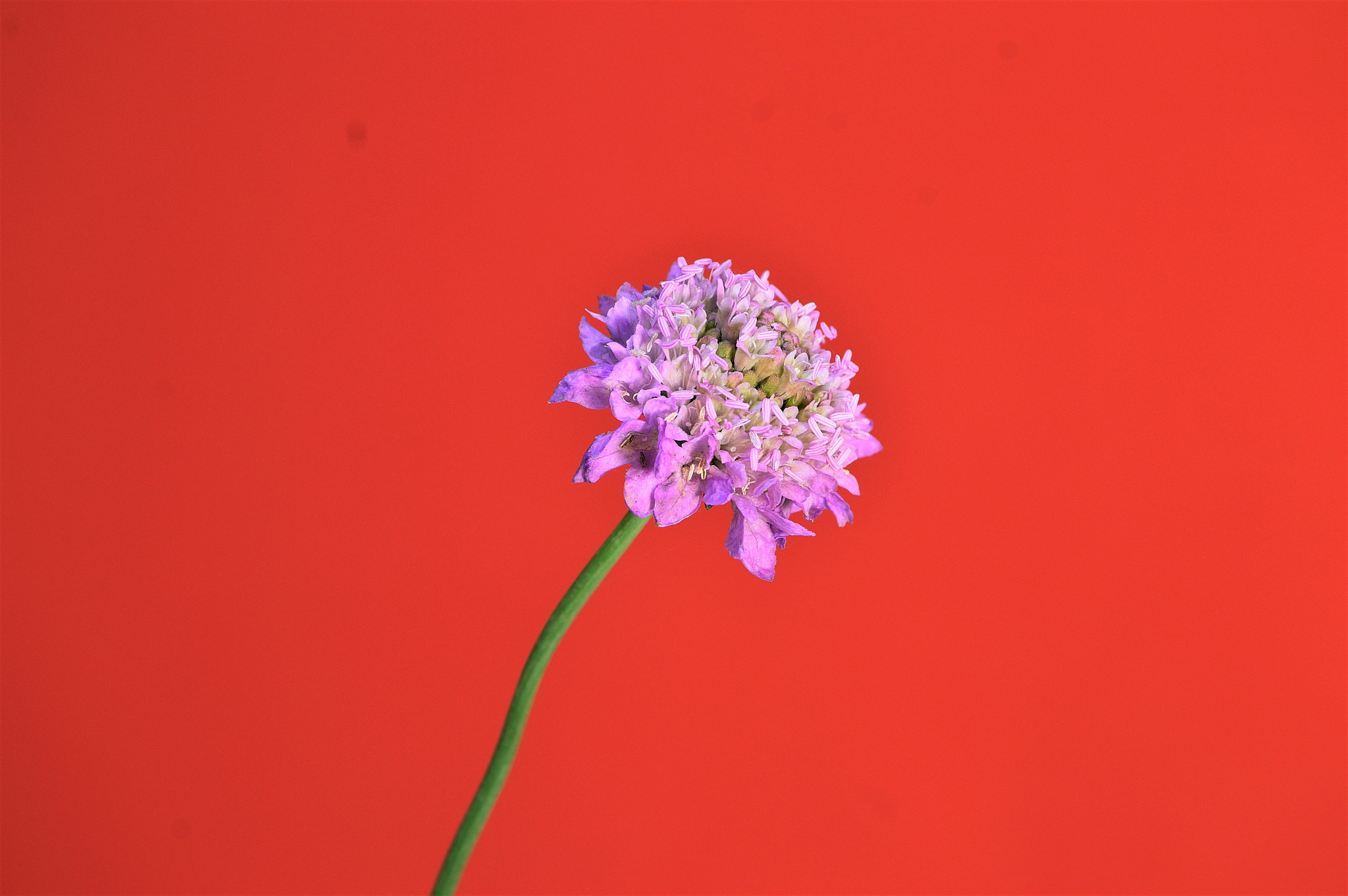 Nikon D3200 sample photo. Wildflower photography