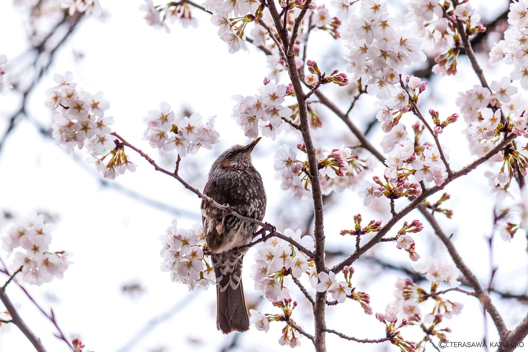 Canon EOS 500D (EOS Rebel T1i / EOS Kiss X3) sample photo. A bird in the cherry blossoms photography