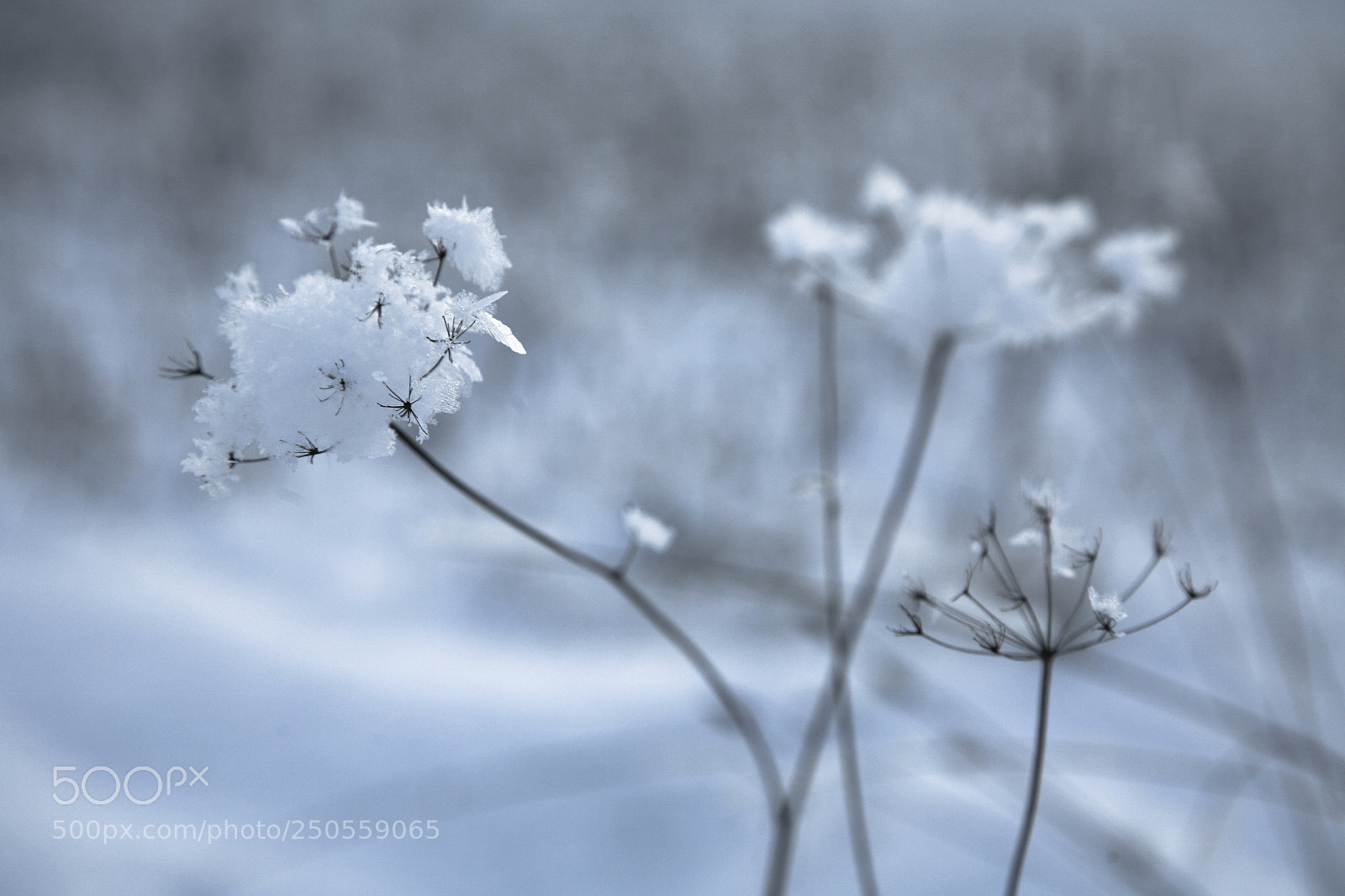 Canon EOS 5D sample photo. Frozen flowers photography