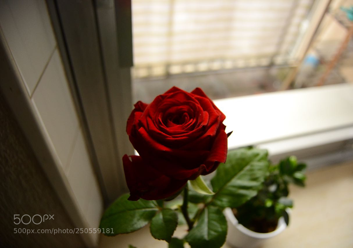 Nikon D3100 sample photo. Alive photography