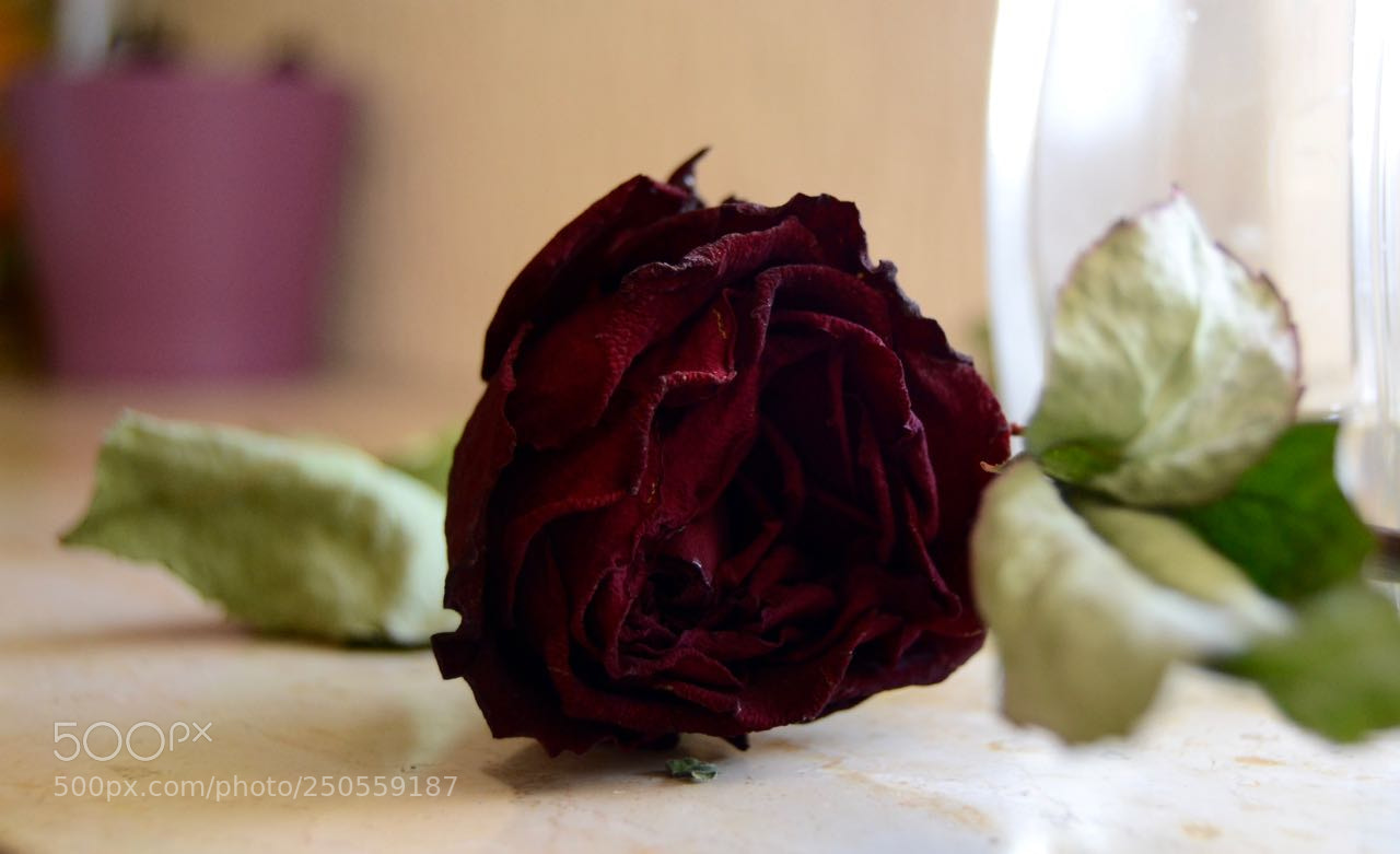 Nikon D3100 sample photo. Fallen photography