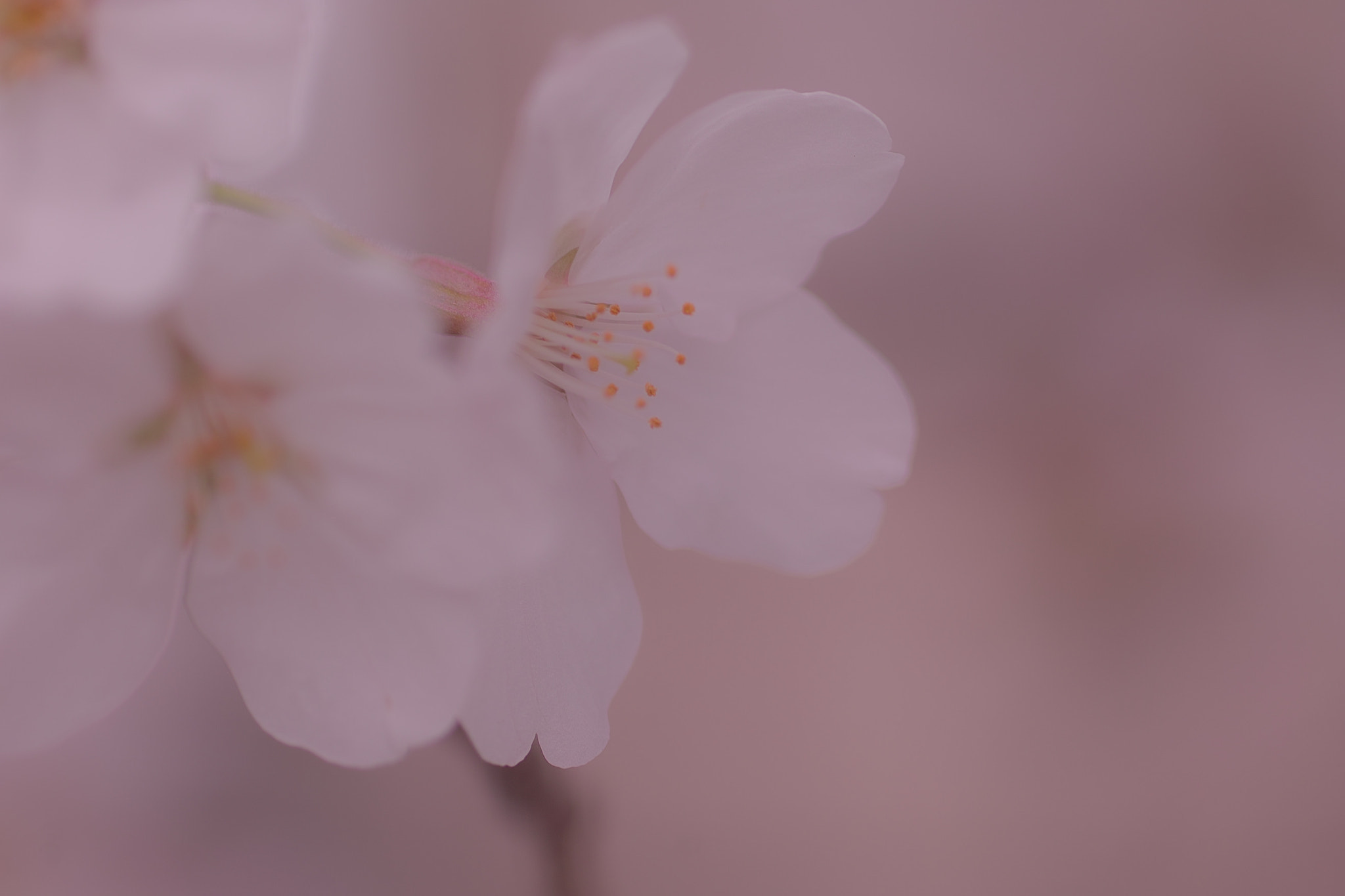 Sigma SD15 sample photo. Sakura photography