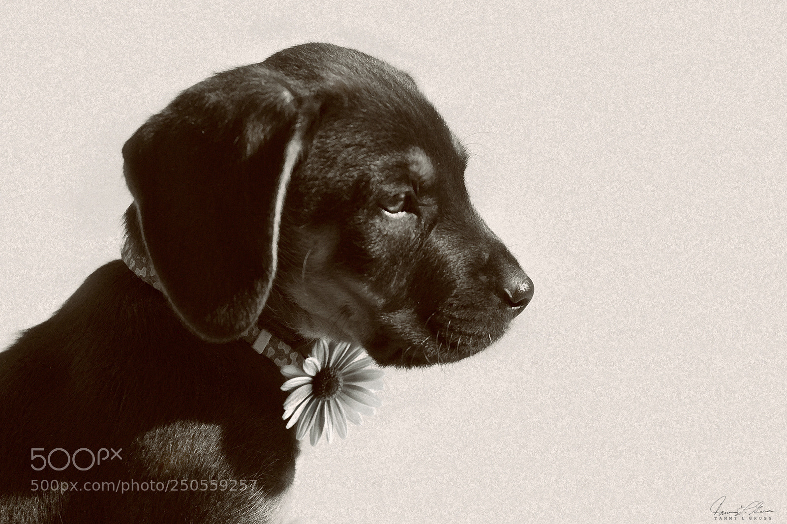 Canon EOS 7D sample photo. Puppy profile photography