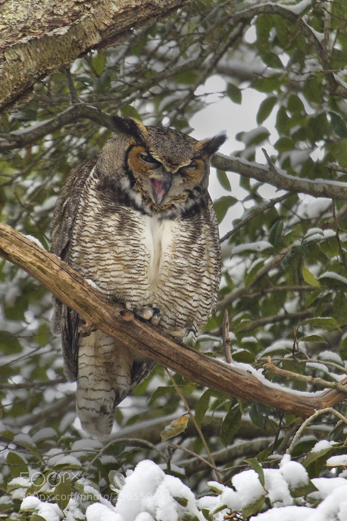 Canon EOS 7D Mark II sample photo. Yeah , great horned photography
