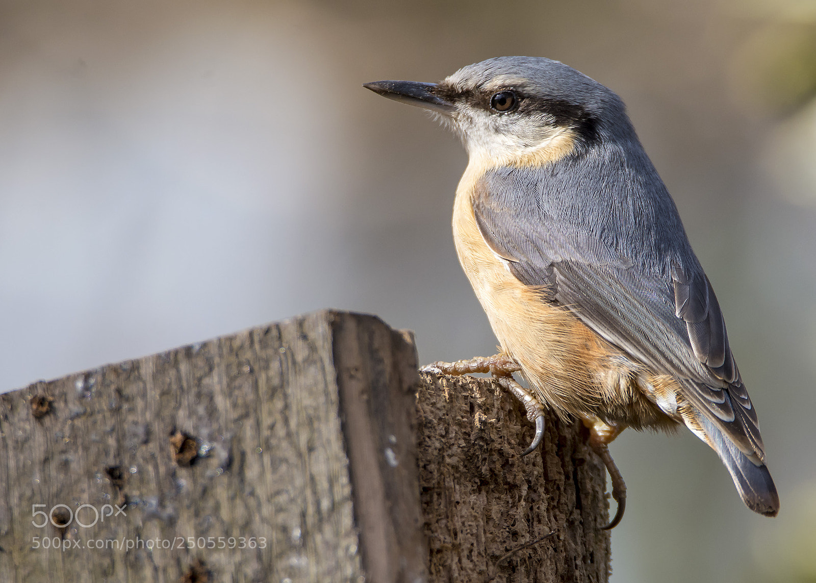 Nikon D7100 sample photo. Nuthatch photography