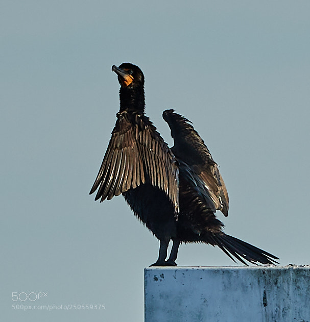 Canon EOS-1D X Mark II sample photo. 03-24-18-0009245.jpg photography