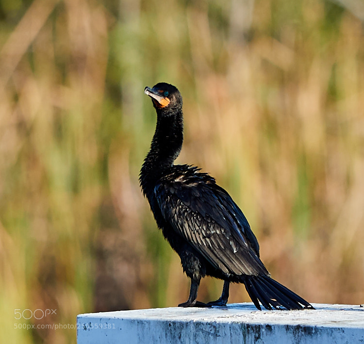 Canon EOS-1D X Mark II sample photo. 03-24-18-0009239.jpg photography