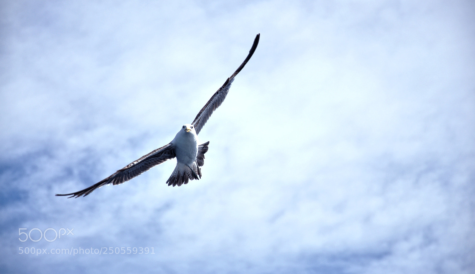 Nikon D90 sample photo. Fly...fly photography