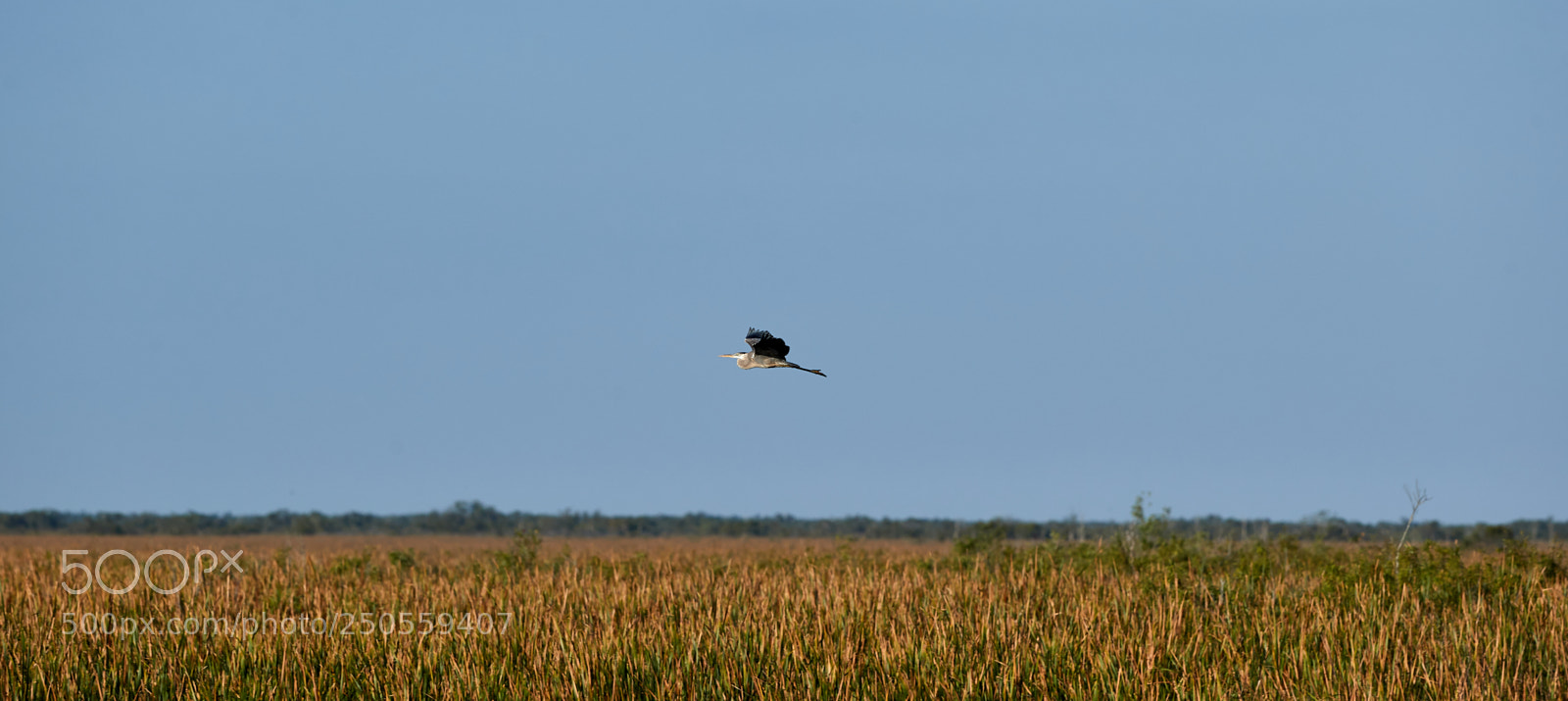 Canon EOS-1D X Mark II sample photo. 03-24-18-0009235.jpg photography