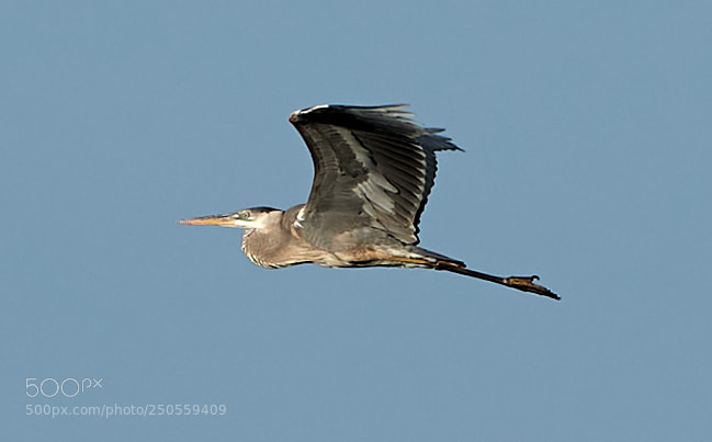 Canon EOS-1D X Mark II sample photo. 03-24-18-0009234 1.jpg photography