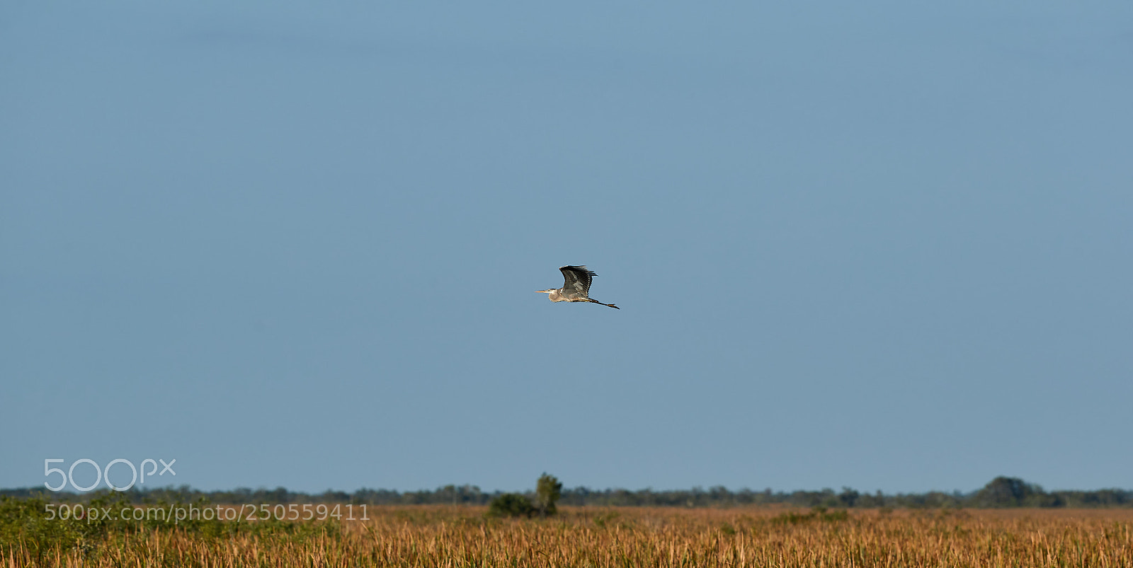 Canon EOS-1D X Mark II sample photo. 03-24-18-0009234.jpg photography