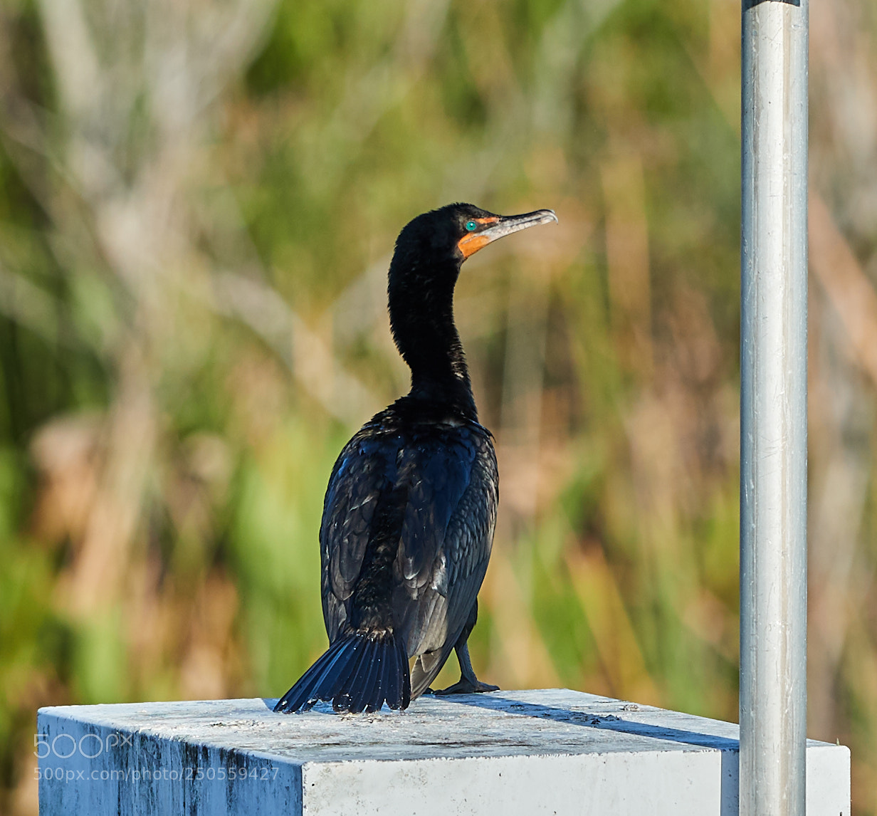 Canon EOS-1D X Mark II sample photo. 03-24-18-0009230.jpg photography