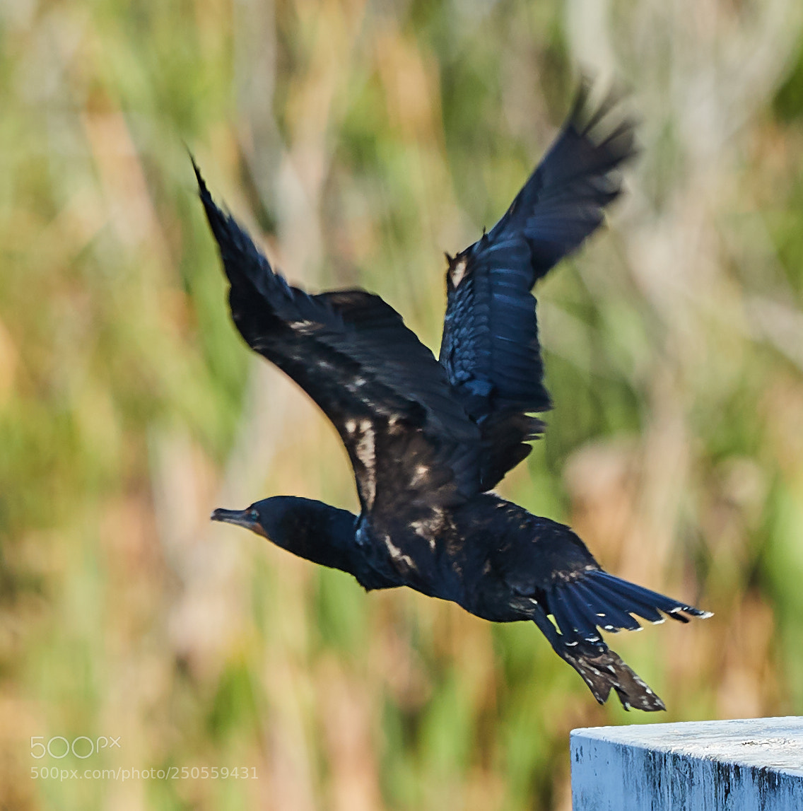 Canon EOS-1D X Mark II sample photo. 03-24-18-0009228.jpg photography