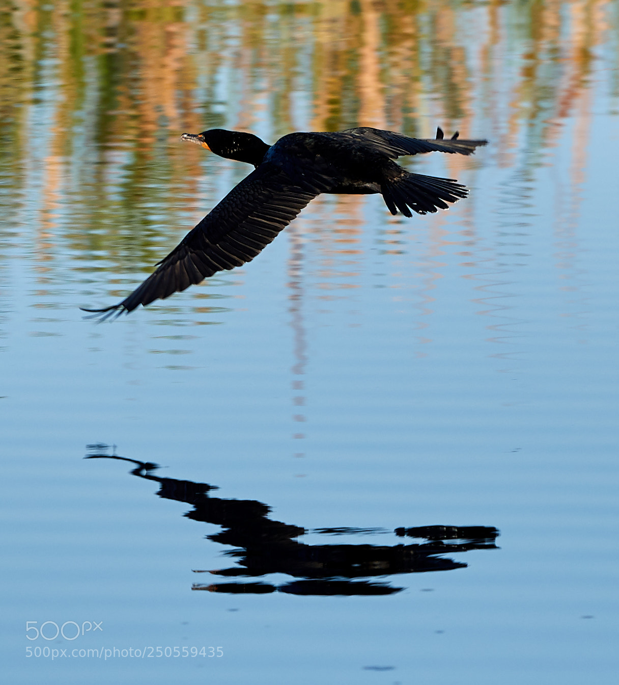 Canon EOS-1D X Mark II sample photo. 03-24-18-0009226.jpg photography