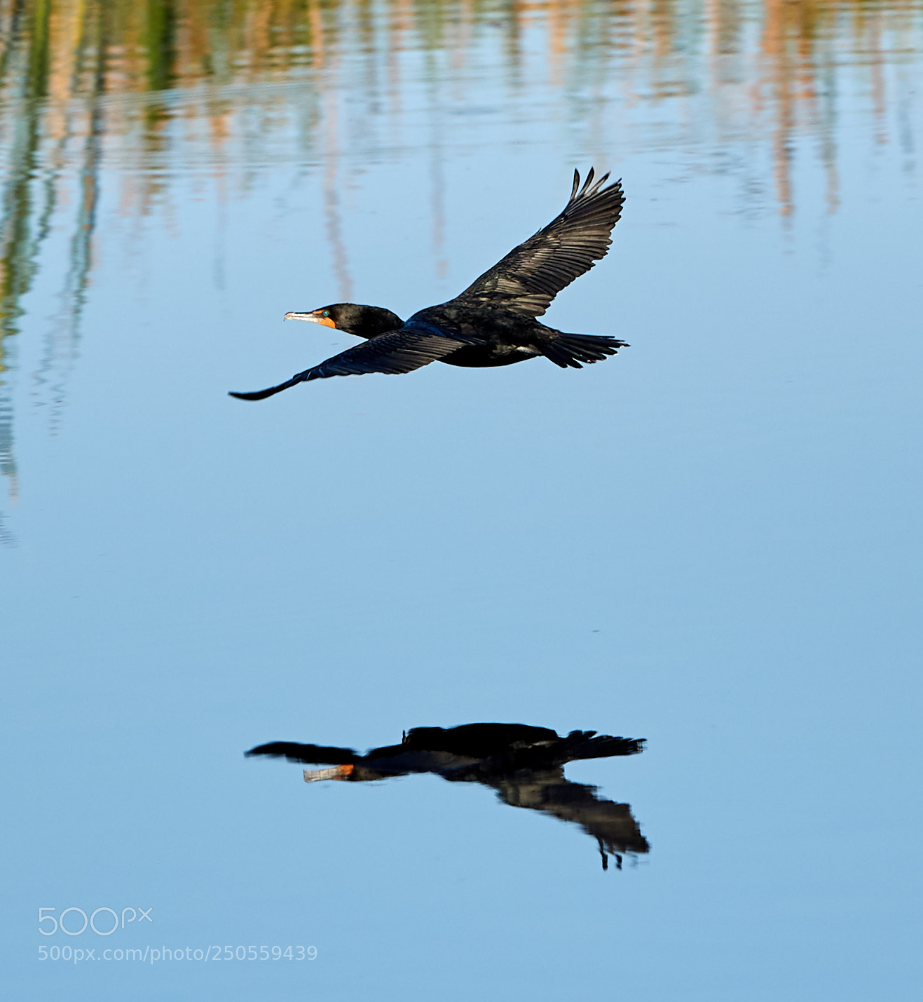 Canon EOS-1D X Mark II sample photo. 03-24-18-0009224.jpg photography