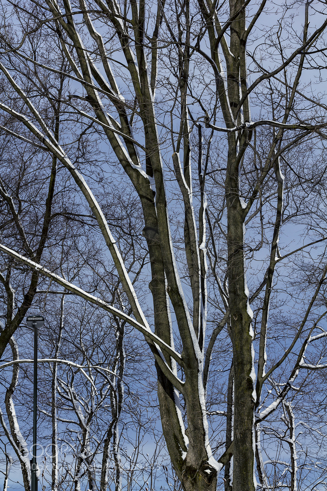 Canon EOS 60D sample photo. Snow and trees photography