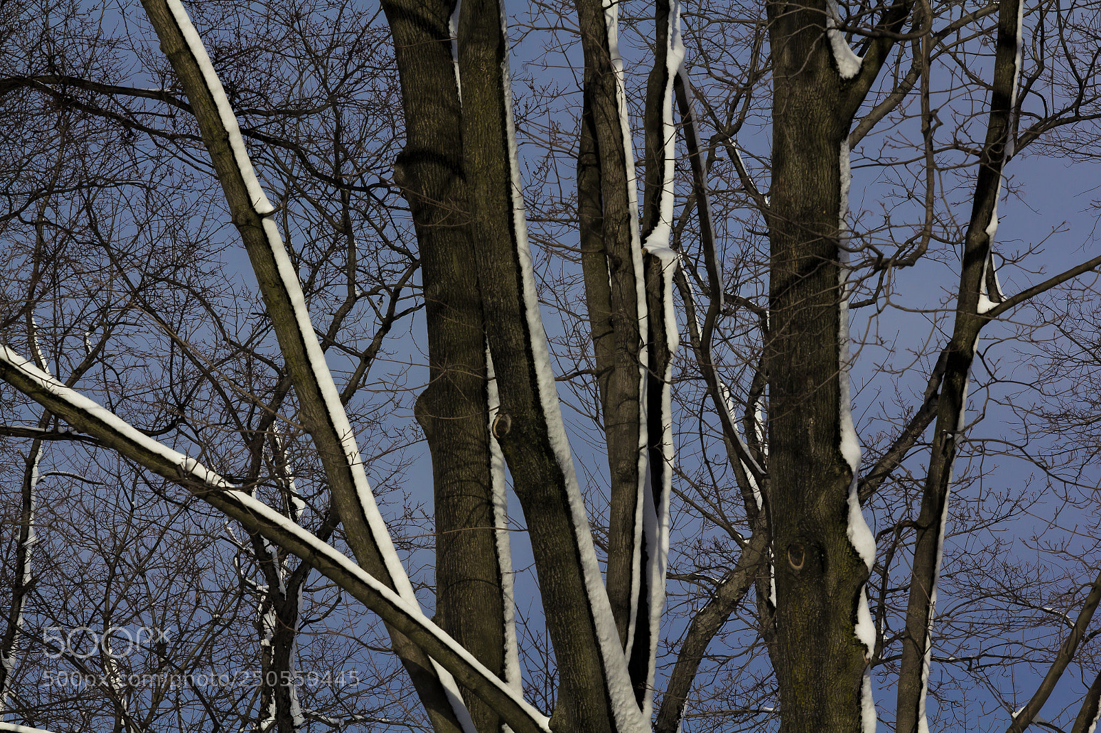 Canon EOS 60D sample photo. Snow and trees photography