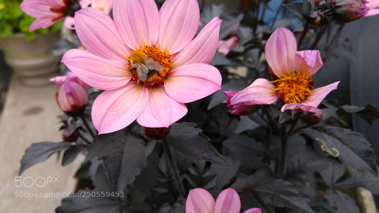 LG G4 sample photo. Untitled photography