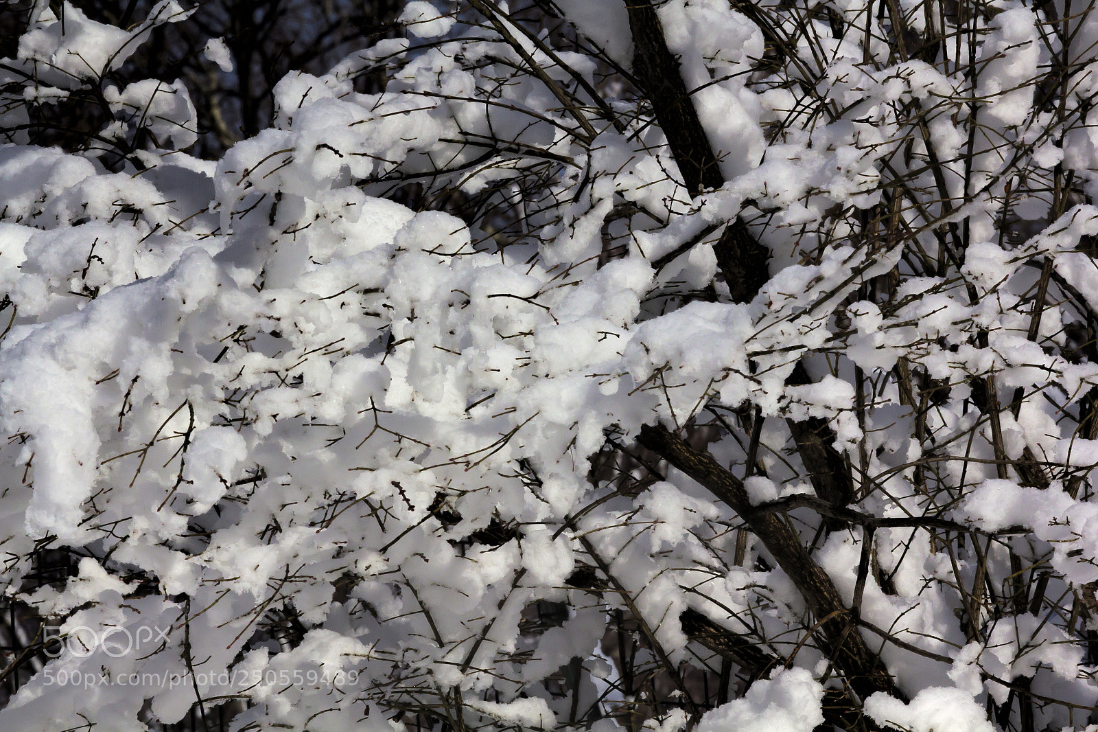 Canon EOS 60D sample photo. Snow and branches photography