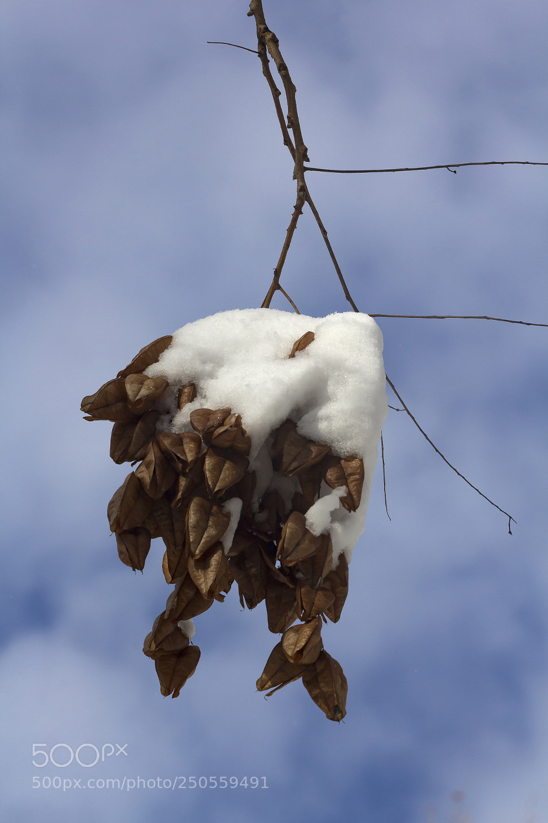 Canon EOS 60D sample photo. Snow and dead leaves photography