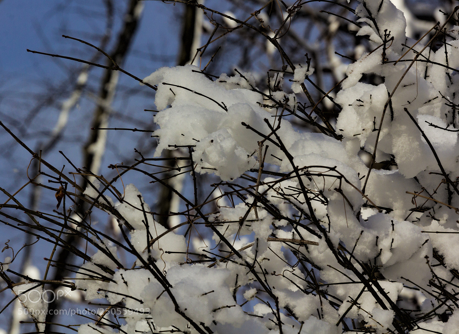 Canon EOS 60D sample photo. Snow and branches photography