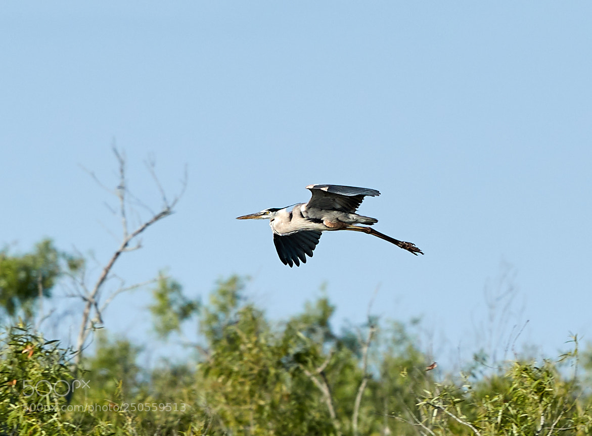 Canon EOS-1D X Mark II sample photo. 03-24-18-0009216.jpg photography