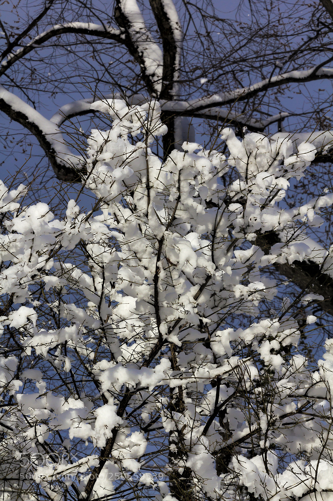 Canon EOS 60D sample photo. Snow trees and branches photography