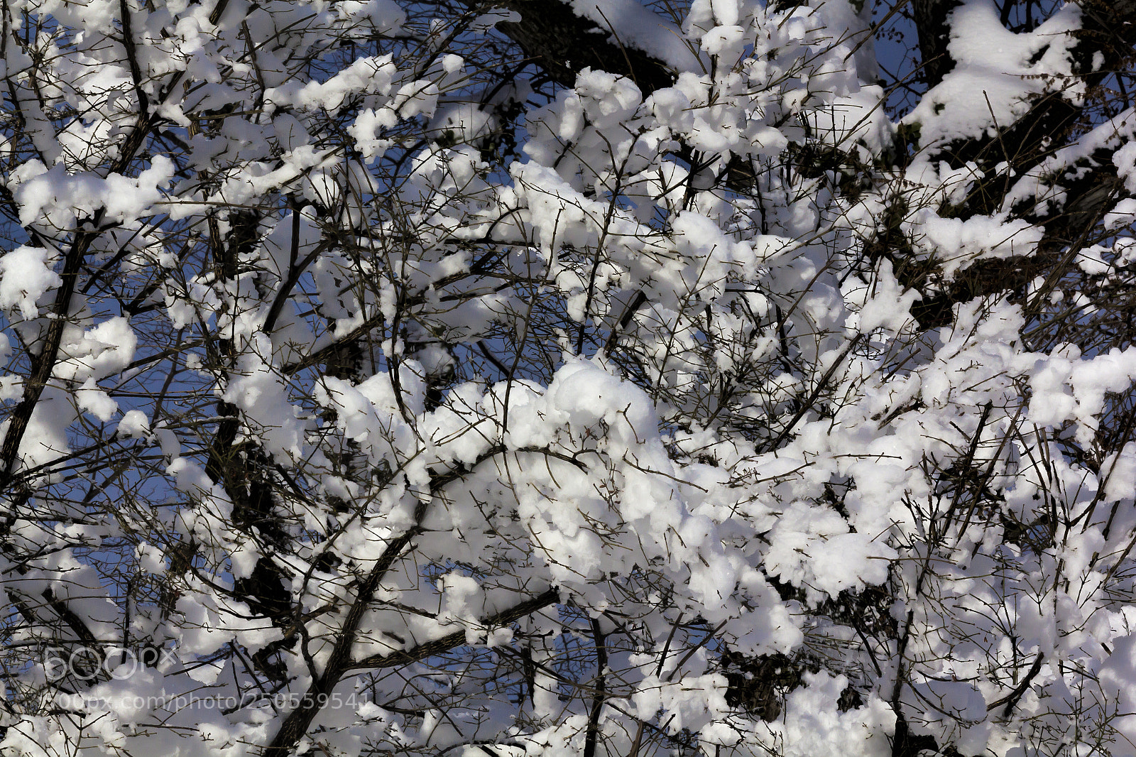 Canon EOS 60D sample photo. Snow and branches photography