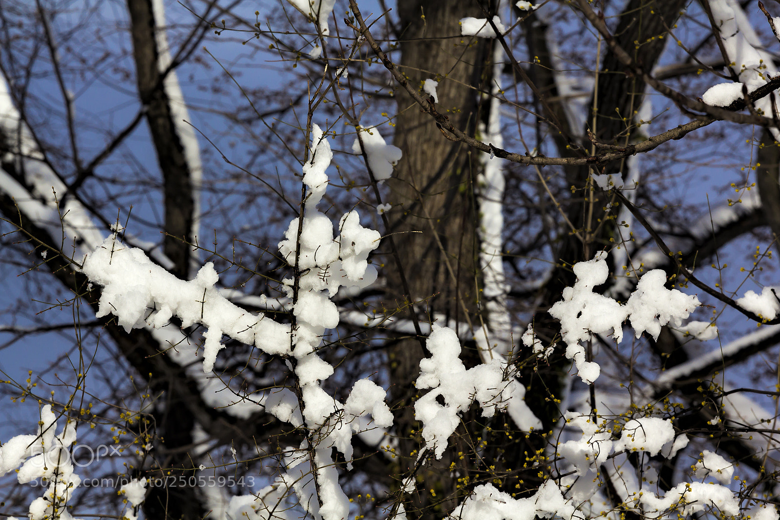 Canon EOS 60D sample photo. Snow and trees photography