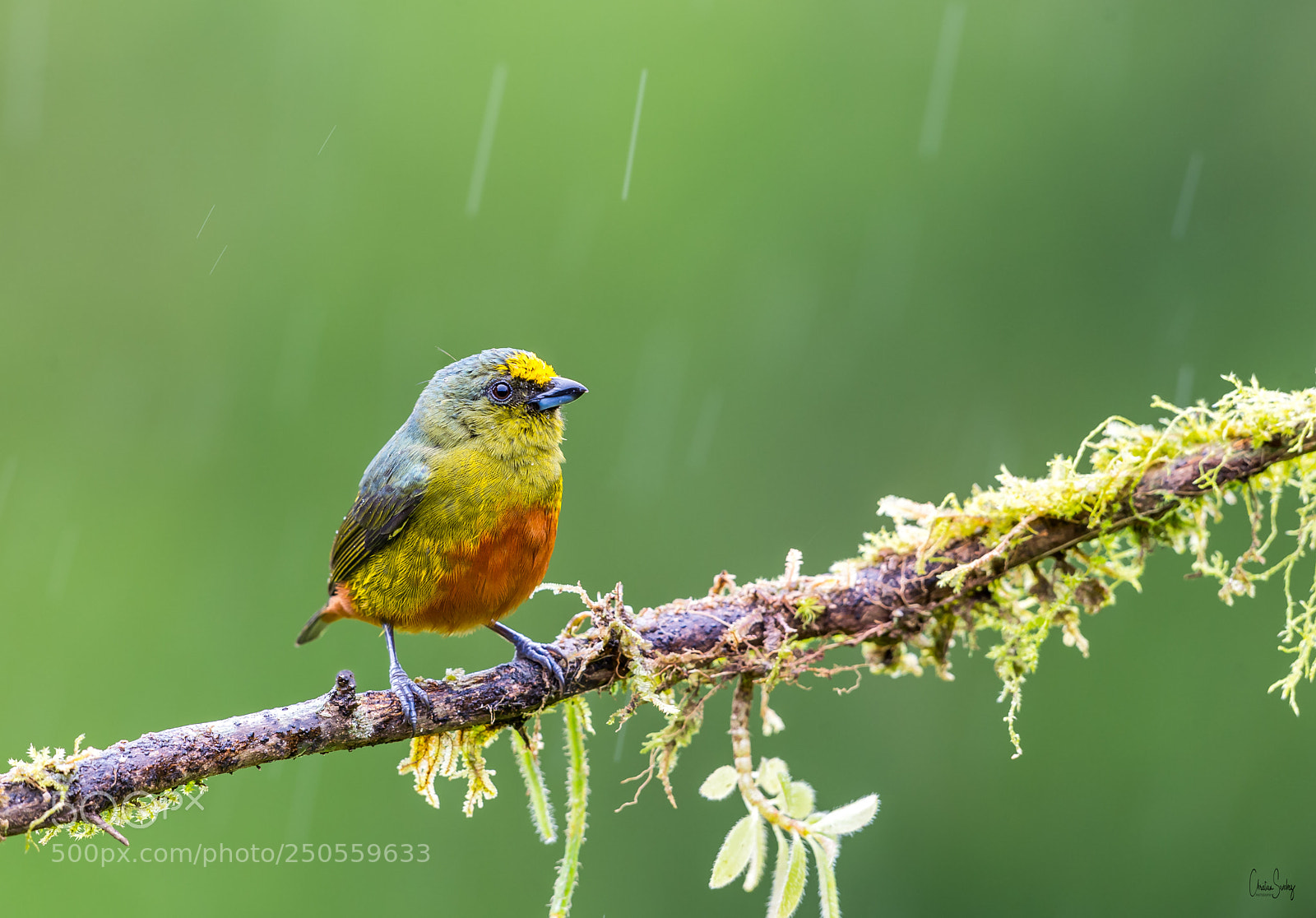 Nikon D4 sample photo. Olive-backed euphonia photography
