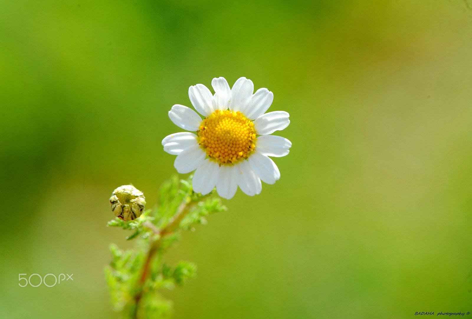 Nikon AF-S Micro-Nikkor 105mm F2.8G IF-ED VR sample photo. Still coming baby photography