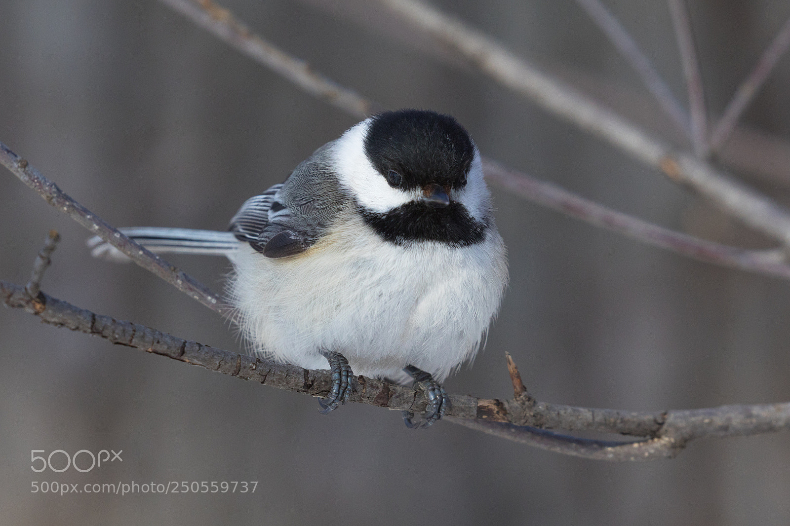 Canon EOS 5D Mark IV sample photo. Puffy photography
