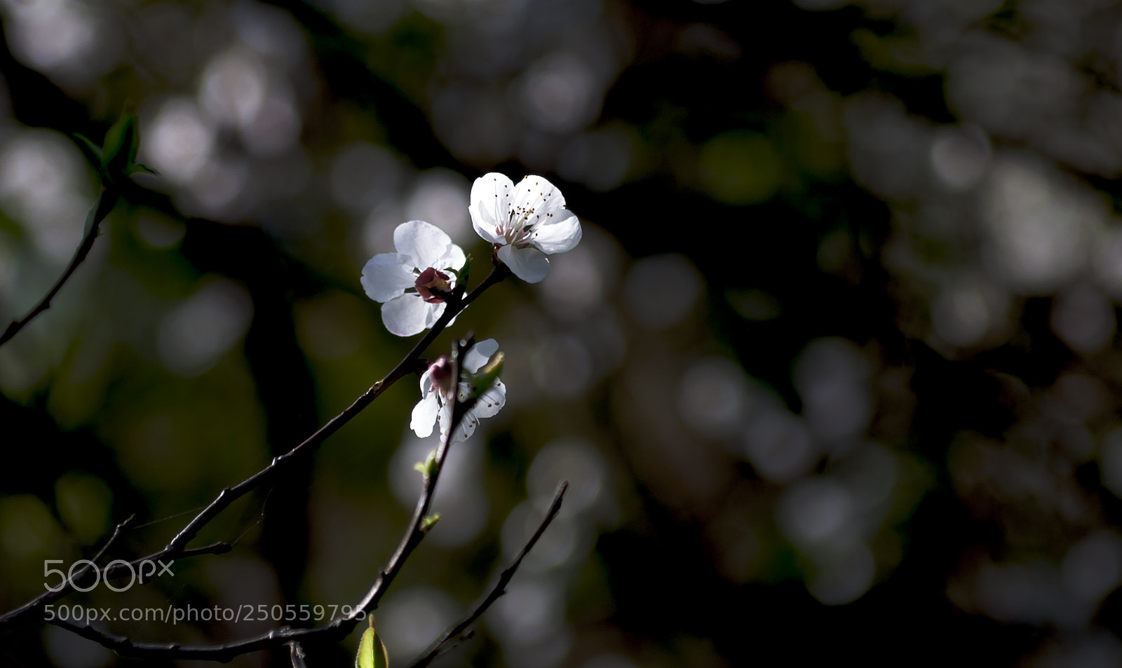 Nikon D90 sample photo. Untitled photography