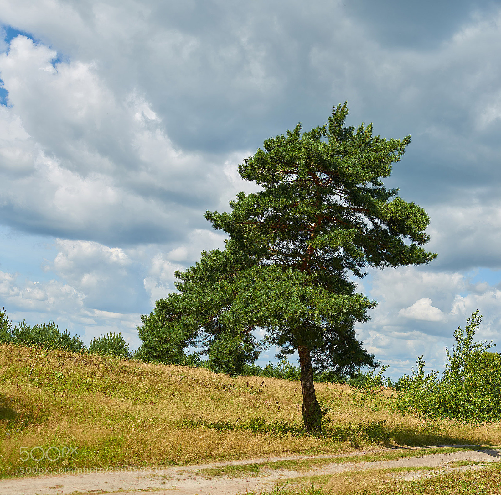 Nikon D7000 sample photo. Lone pine photography