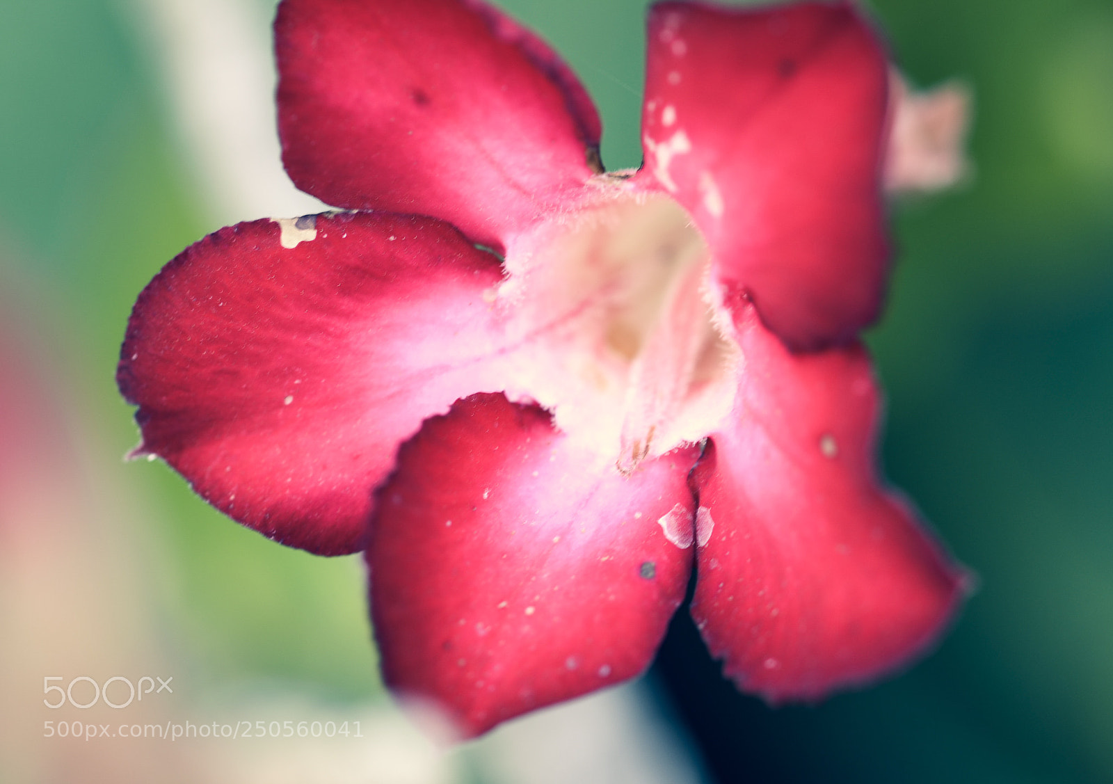 Nikon D5100 sample photo. Redflower photography