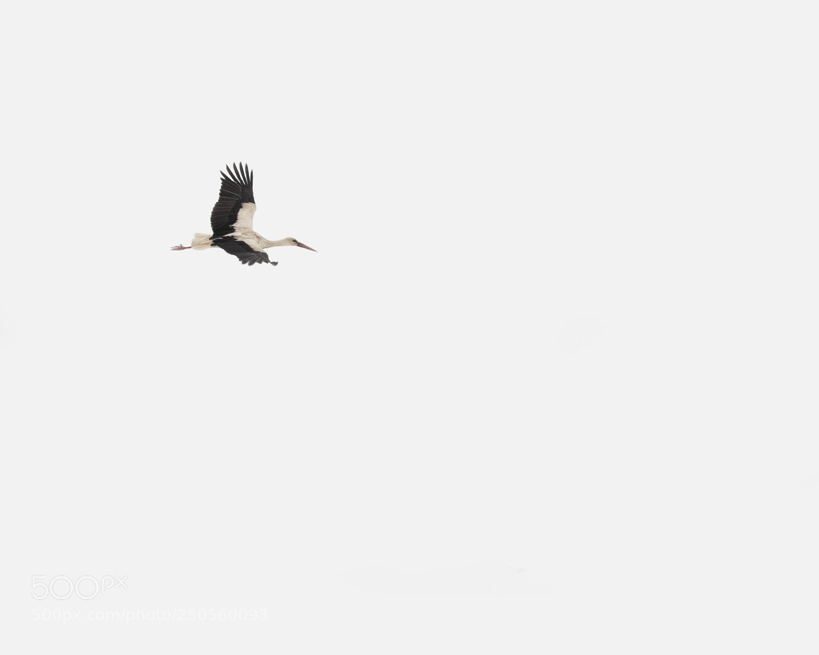 Nikon D3300 sample photo. A gorgeous stork photography