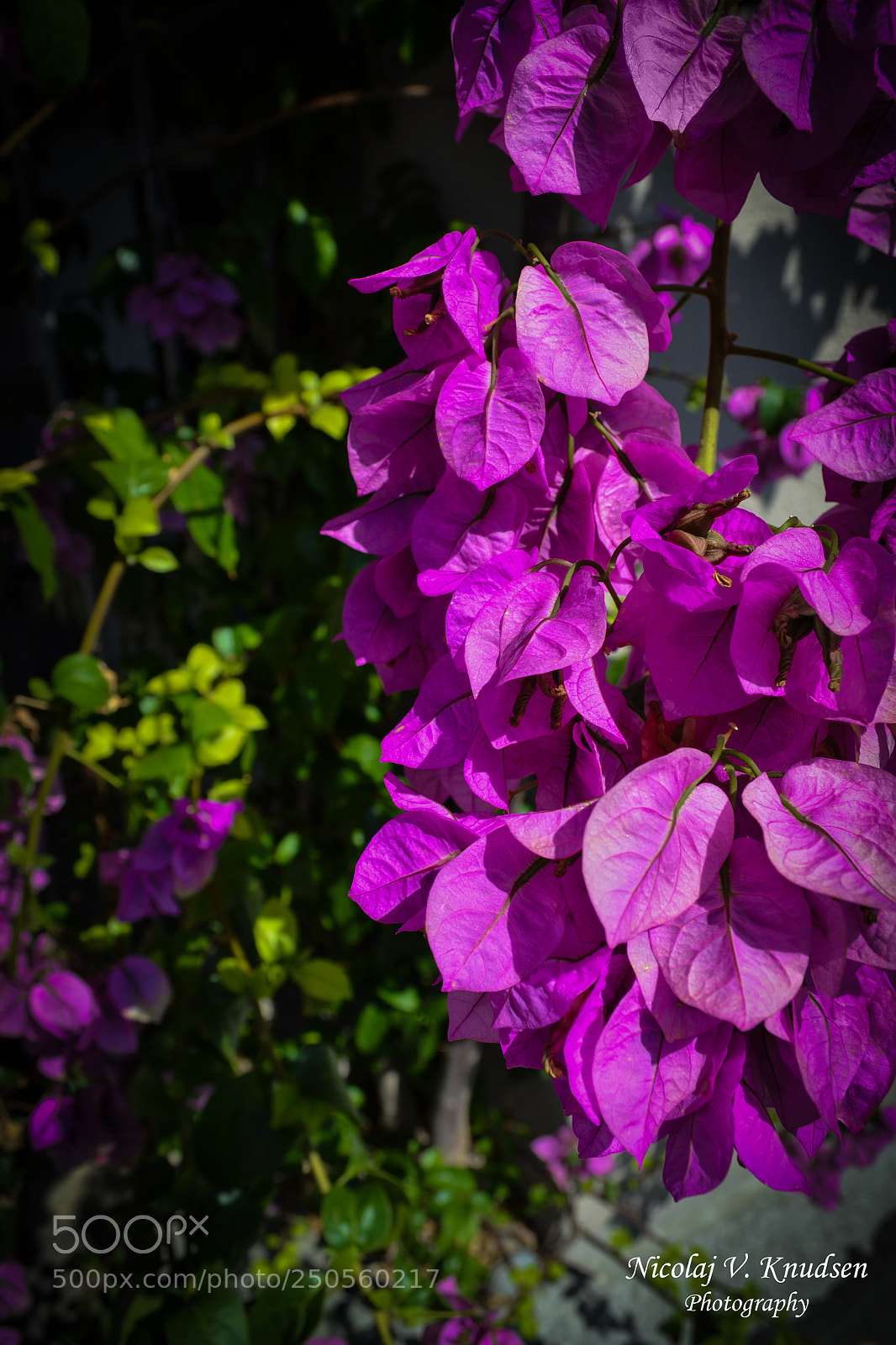 Nikon D3100 sample photo. Pink flowers photography