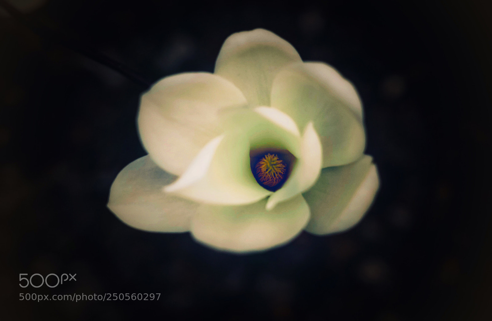 Nikon D5000 sample photo. Untitled photography