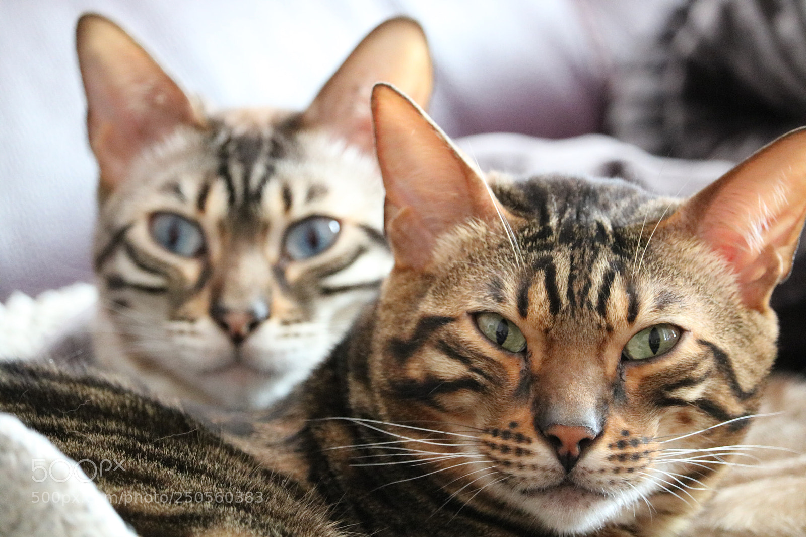 Canon EOS 750D (EOS Rebel T6i / EOS Kiss X8i) sample photo. Obi & ollie photography