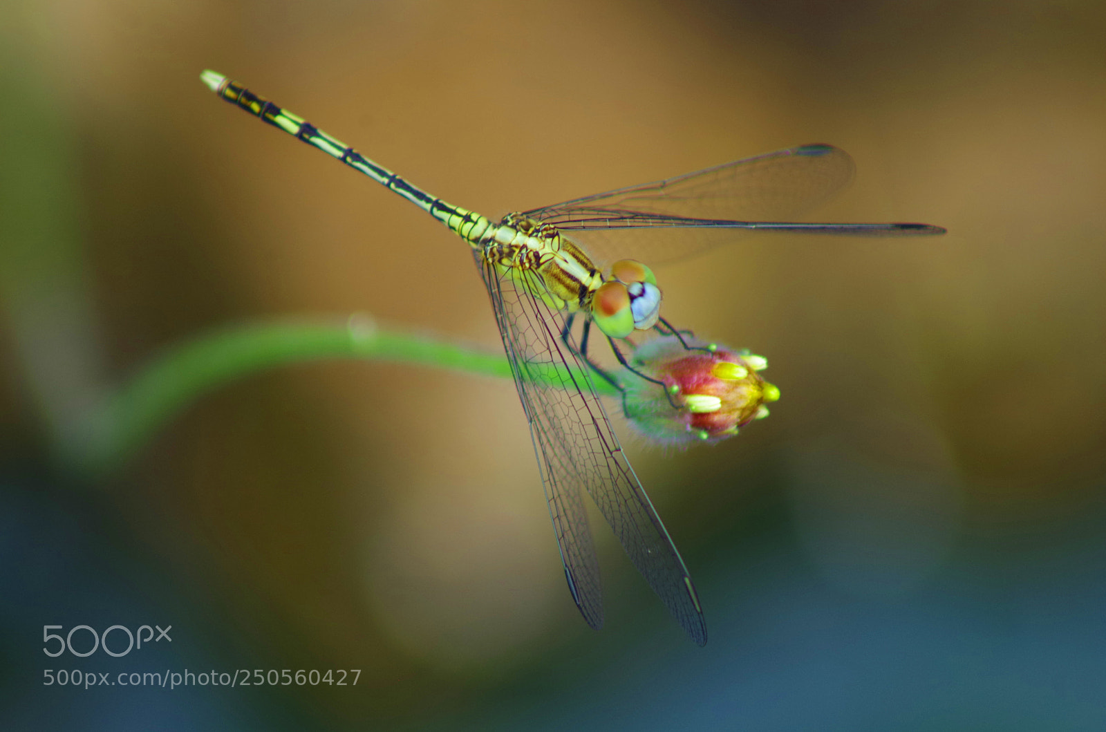 Pentax K-500 sample photo. Dragon's love ! photography
