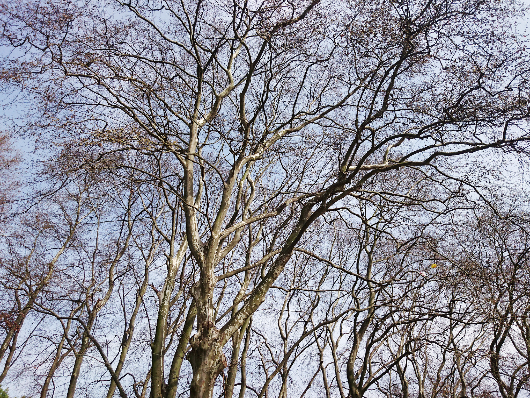 Sony Xperia Z3+ sample photo