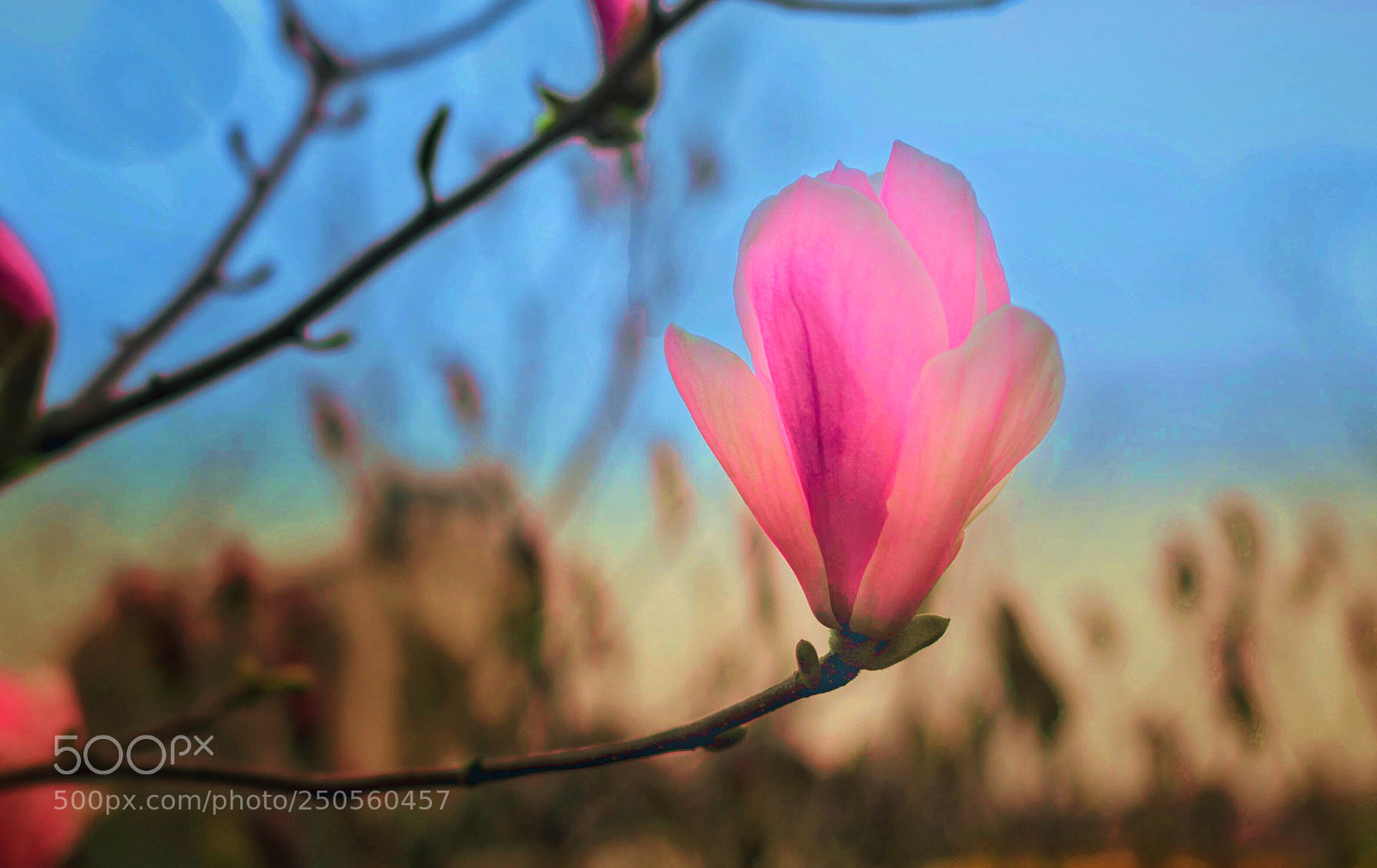 Nikon D5000 sample photo. Untitled photography