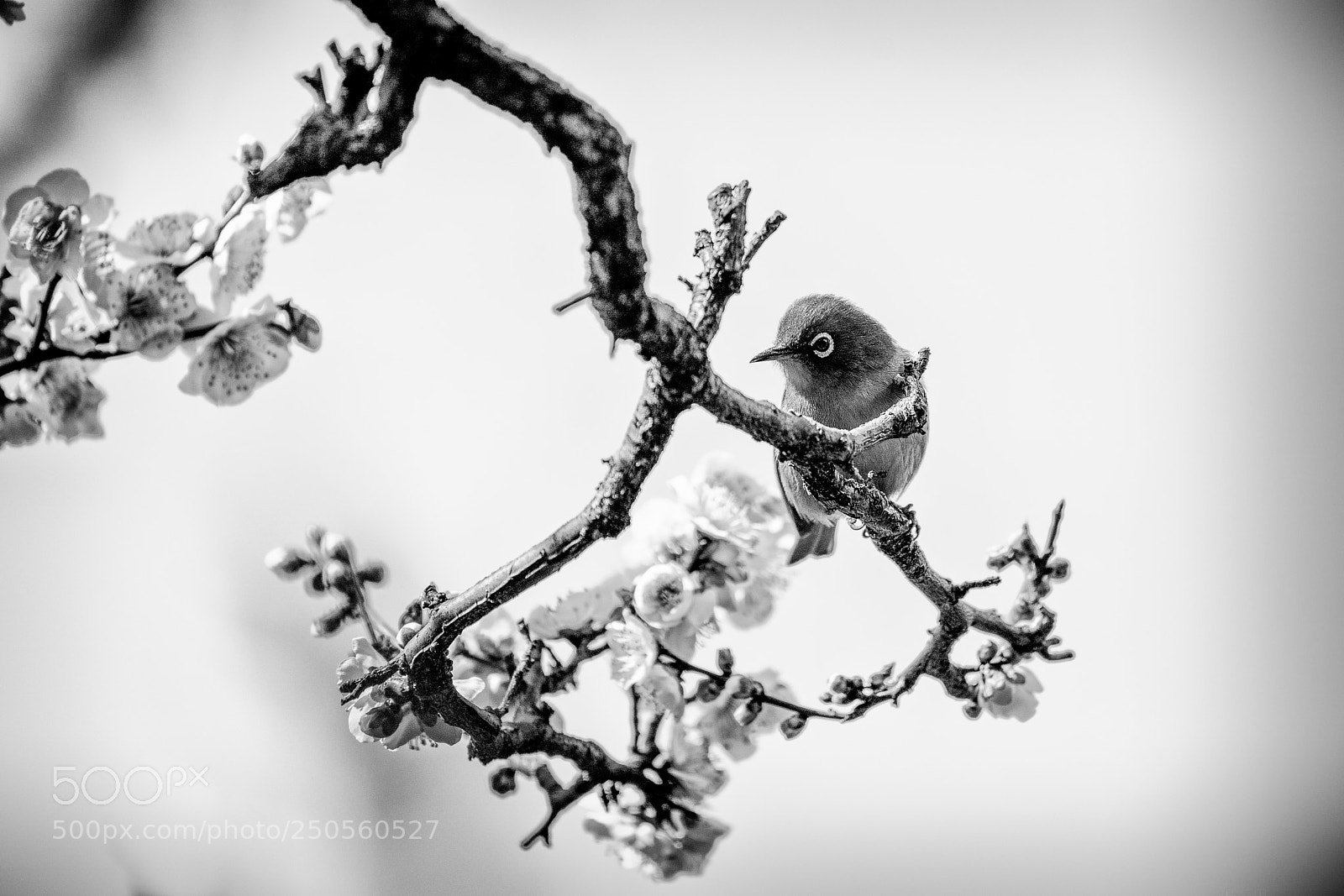 Sony a7R III sample photo. Spring caller photography