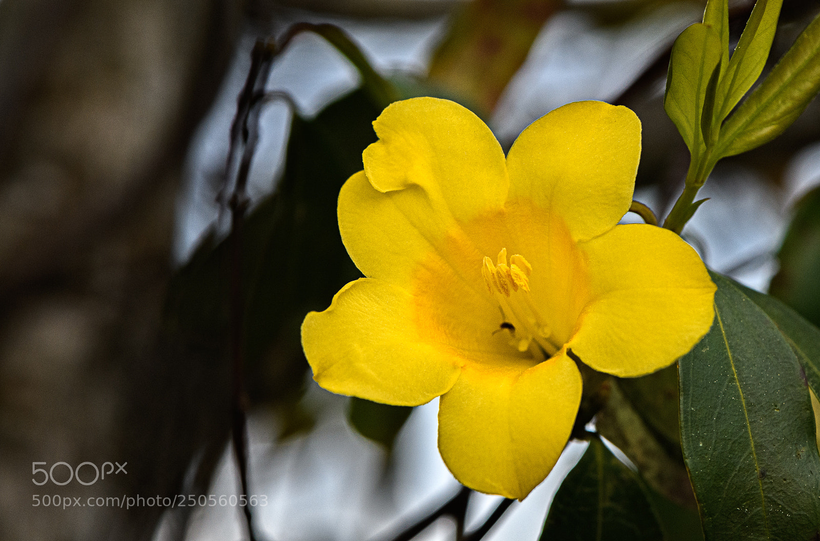 Nikon D850 sample photo. Spring blossom photography